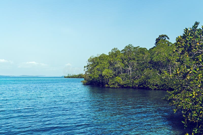 Beautiful mangrove lush thicket royalty free stock photos Beautiful mangrove lush thicket royalty free stock photos