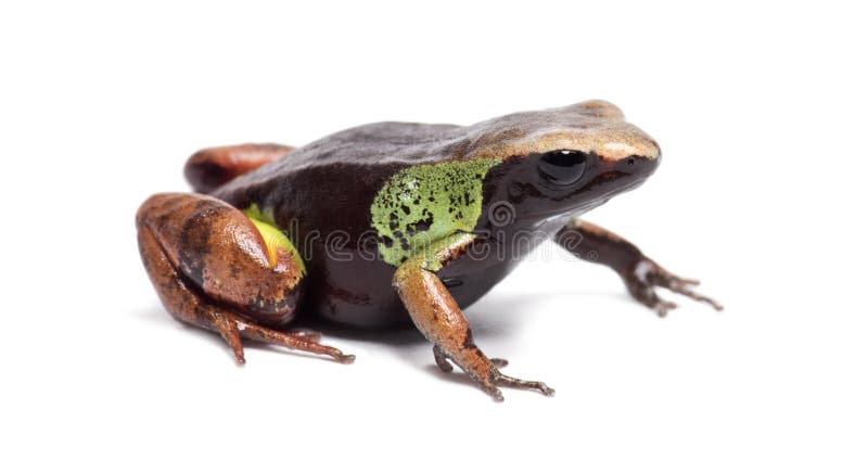 Beautiful mantella, Mantella pulchra, isolated on white