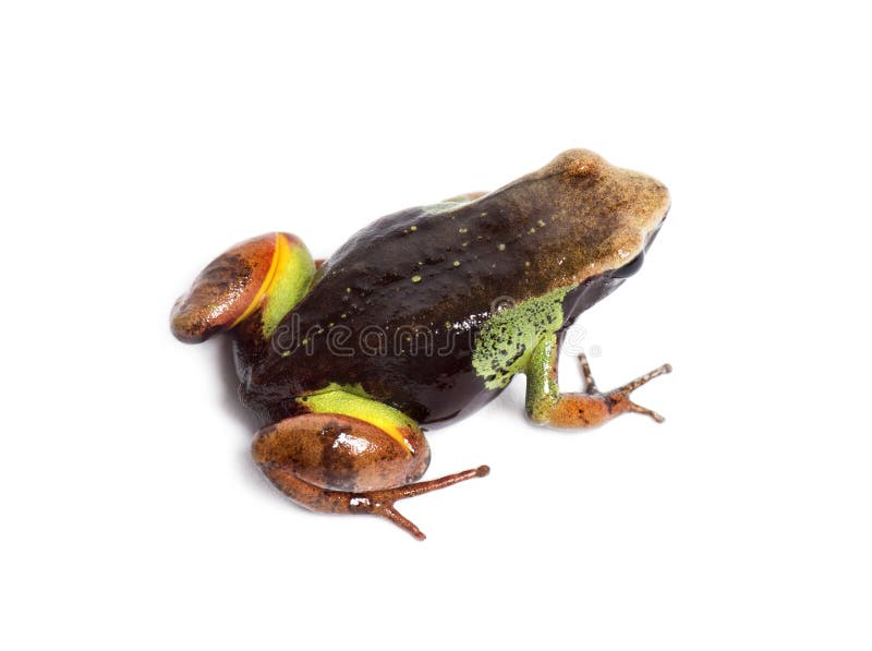 Beautiful mantella, Mantella pulchra, isolated on white