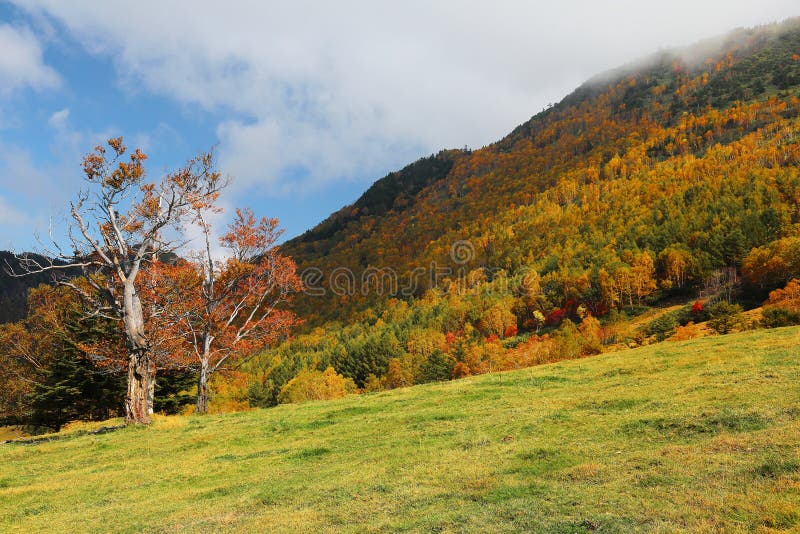 A beautiful maple tree on the autumn hillside under sunny sky ~