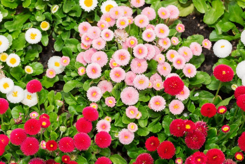 Beautiful marguerite daisy flower blooming in garden.