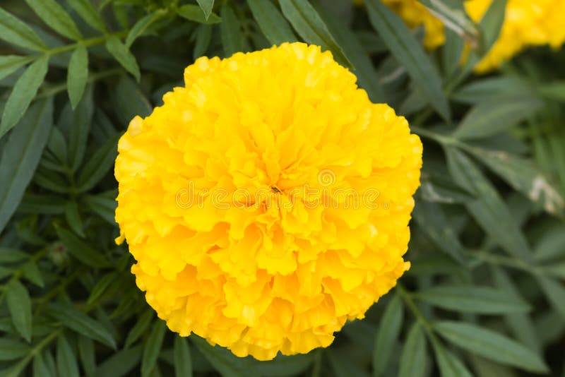 Beautiful Marigold flower stock photo. Image of chrysanthemum 154341134