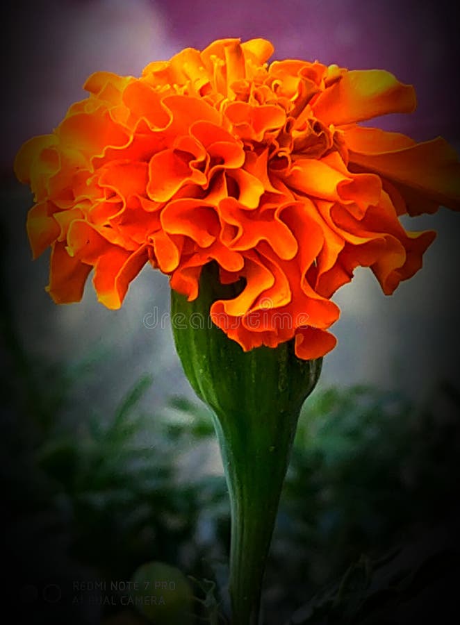 Beautiful Marigold Flower in Village Stock Image Image of sirha