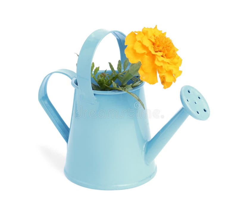 Beautiful Marigold Flower in Watering Can Isolated on White Stock Photo