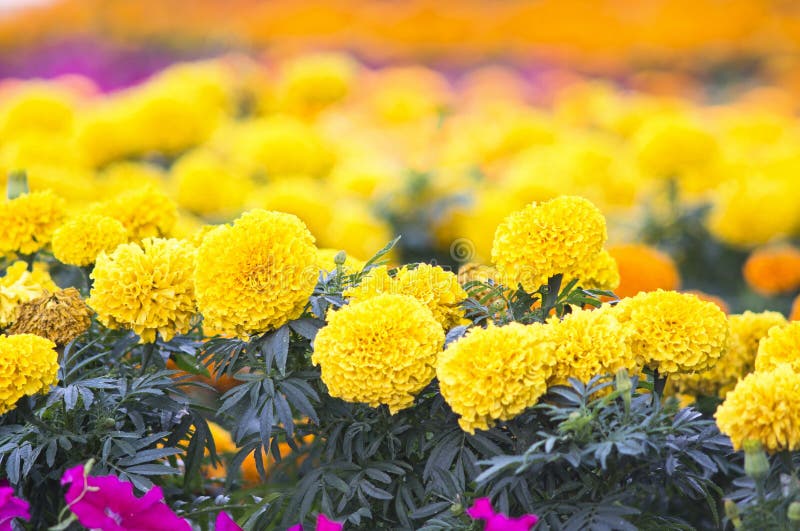 The Beautiful of Marigold Flowers. Stock Image Image of fresh
