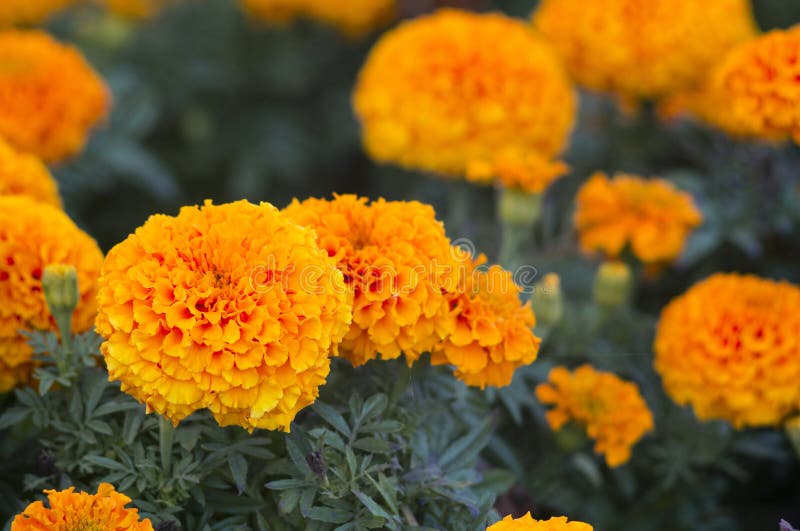Beautiful marigold flowers stock image. Image of petal 93676587
