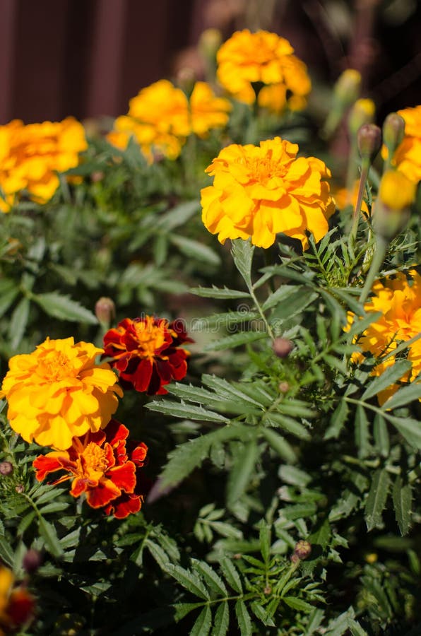 Beautiful Marigolds Bloom Outdoors Stock Image - Image of tufted ...