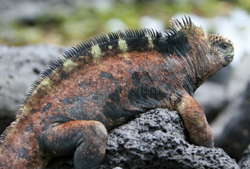 Beautiful marine iguana