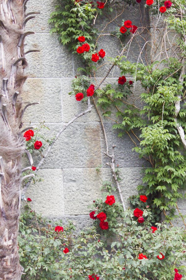 Beautiful May flowers stock photos