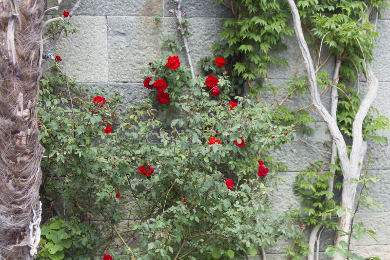 Beautiful May flowers royalty free stock images