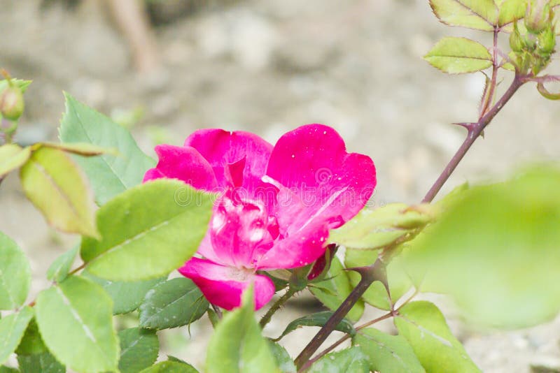 Beautiful May flowers royalty free stock photo