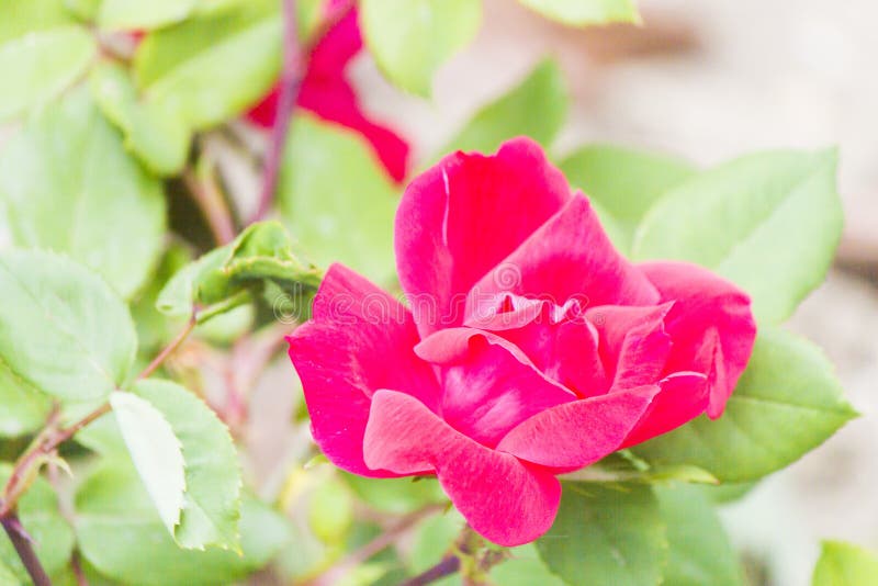 Beautiful May flowers stock photos