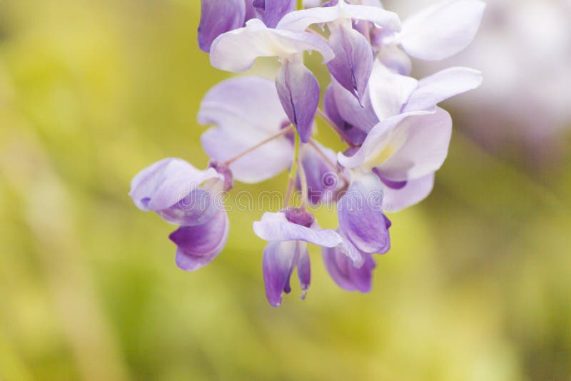 Beautiful May flowers stock photography