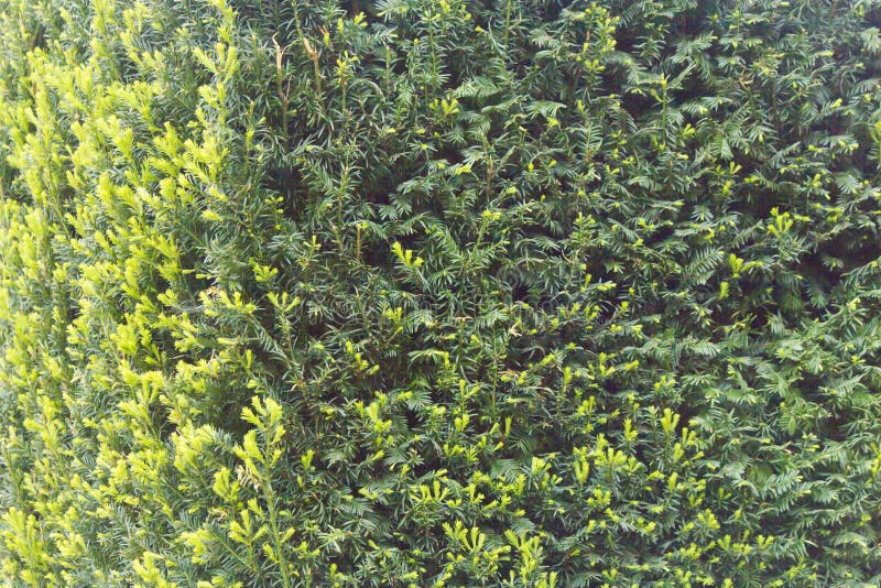 Beautiful May flowers stock image