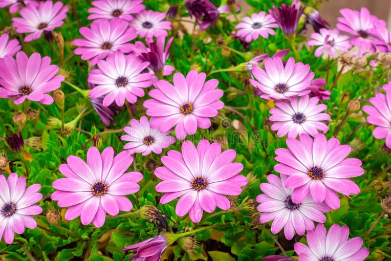 Beautiful meadow of african daisies Dimorphoteca, Osteospermum