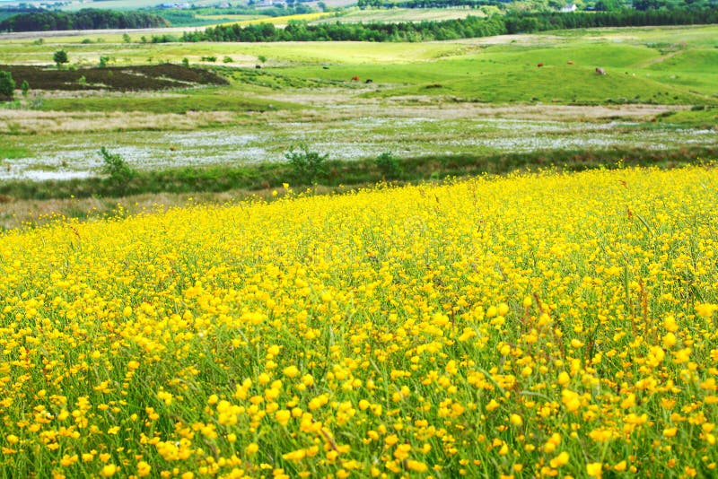 Beautiful meadow of buttercups