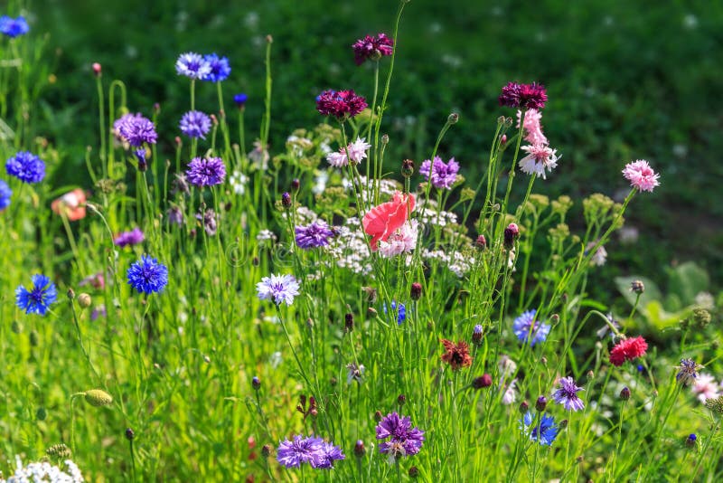 Beautiful meadow field with wild flowers. Spring or summer wildflowers closeup. Health care concept. Rural field