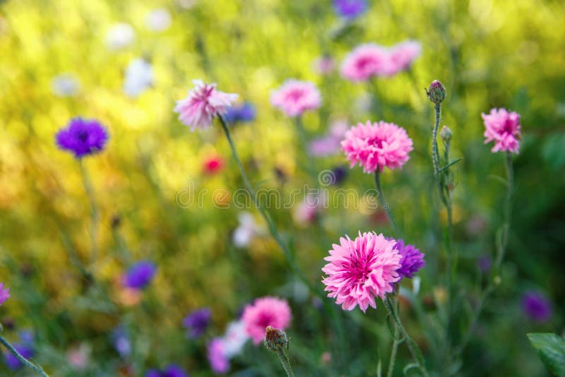 Beautiful meadow field with wild flowers. Spring Wildflowers closeup. Health care concept. Rural field. Alternative