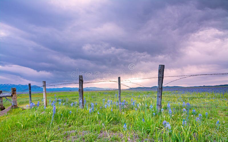 Beautiful meadow filled with flowers