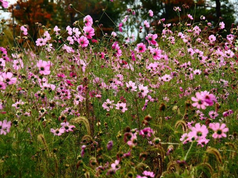 Beautiful Meadow Full Of Flowers And Tall Grass Stock Photo Image Of