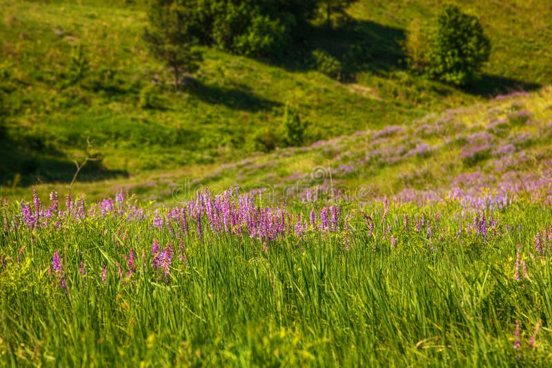 Beautiful Meadow on the Hills with Grass and Flowers Stock Image