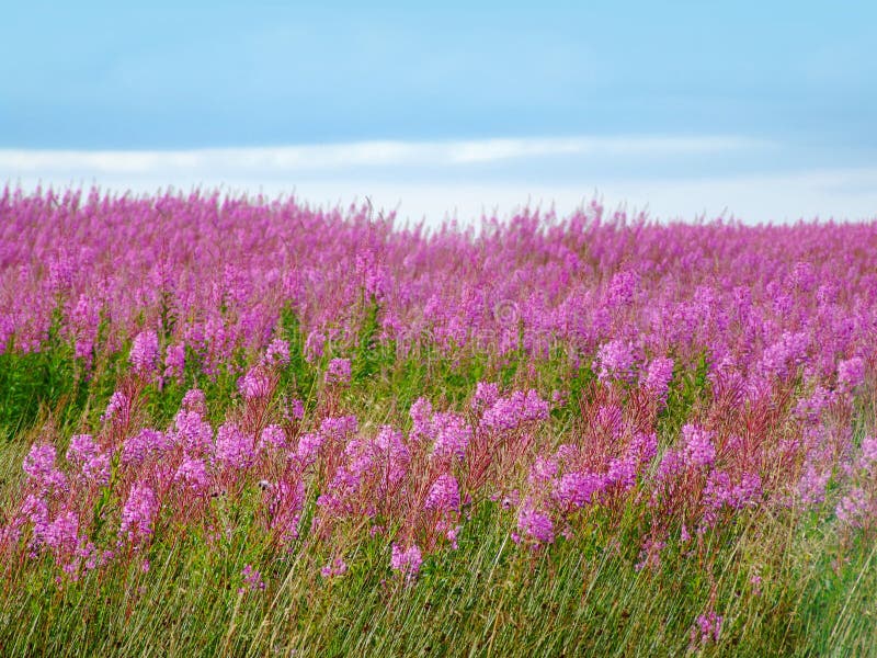 Beautiful meadow of pink wildflowers