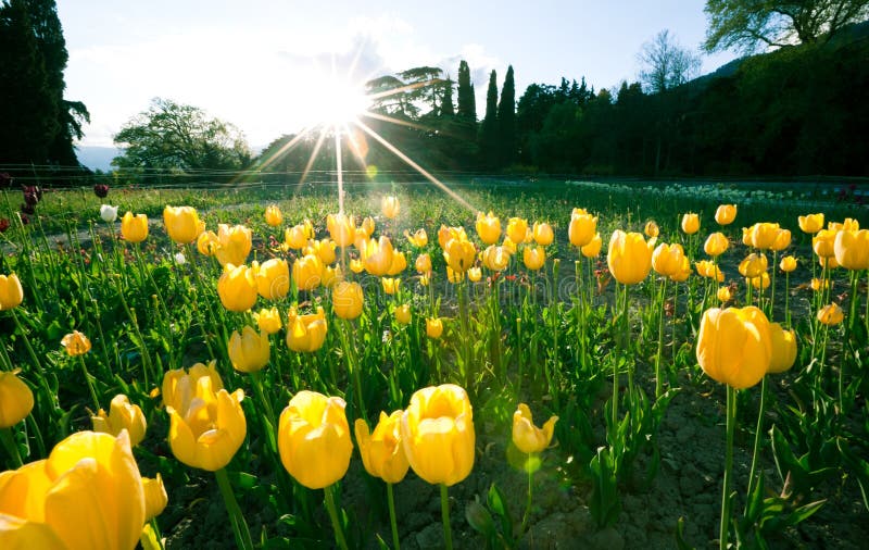 Làm cho ngày của bạn trở nên tươi sáng hơn với hình ảnh hoa Tulip Vàng này. Với màu sắc tươi sáng và họa tiết độc đáo, hoa tulip này sẽ mang lại cho bạn cảm giác thư giãn và hạnh phúc. Hãy cùng chiêm ngưỡng vẻ đẹp của nó trong hình ảnh đầy nghệ thuật này.