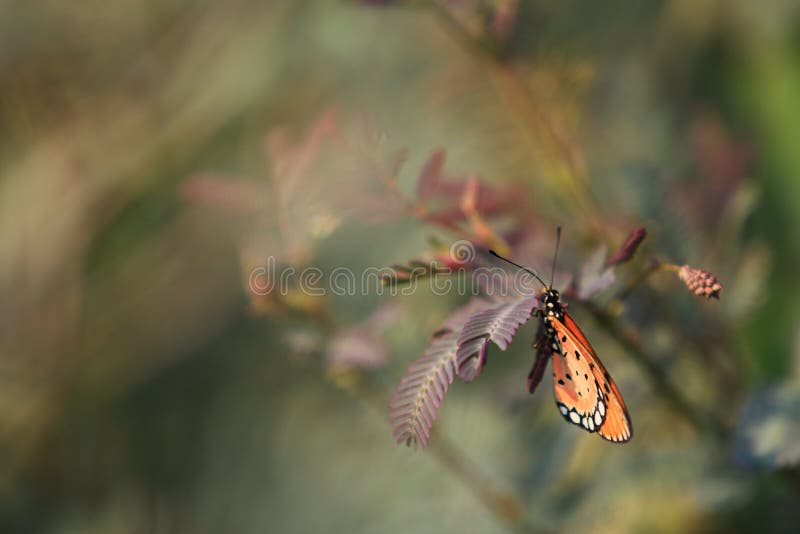 Beautiful mimosa pudica with flower and butterfly,Butterfly perched on mimosa pudica background,mimosa pudica texture and backgrou royalty free stock image Beautiful mimosa pudica with flower and butterfly,Butterfly perched on mimosa pudica background,mimosa pudica texture and backgrou royalty free stock image