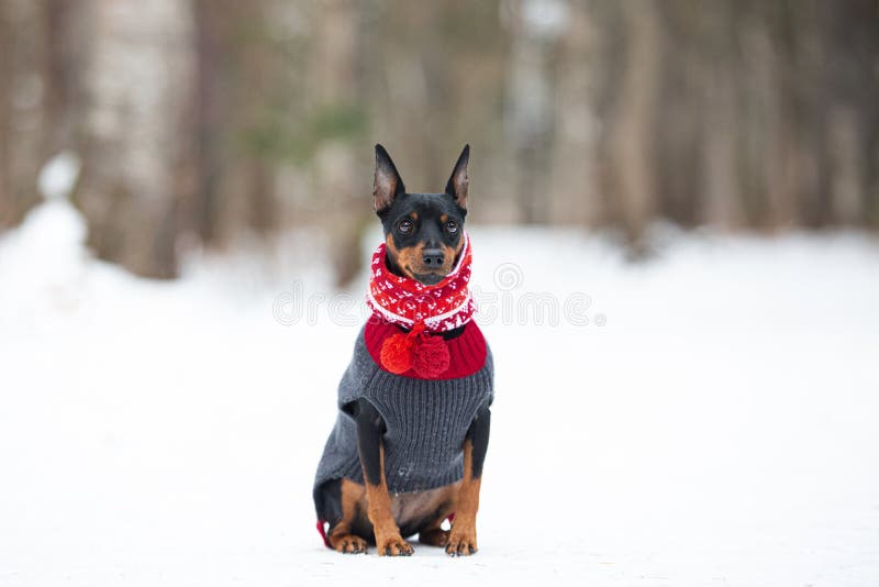 Beautiful miniature pinscher in a christmas red and green scarf sitting in the forest in winter