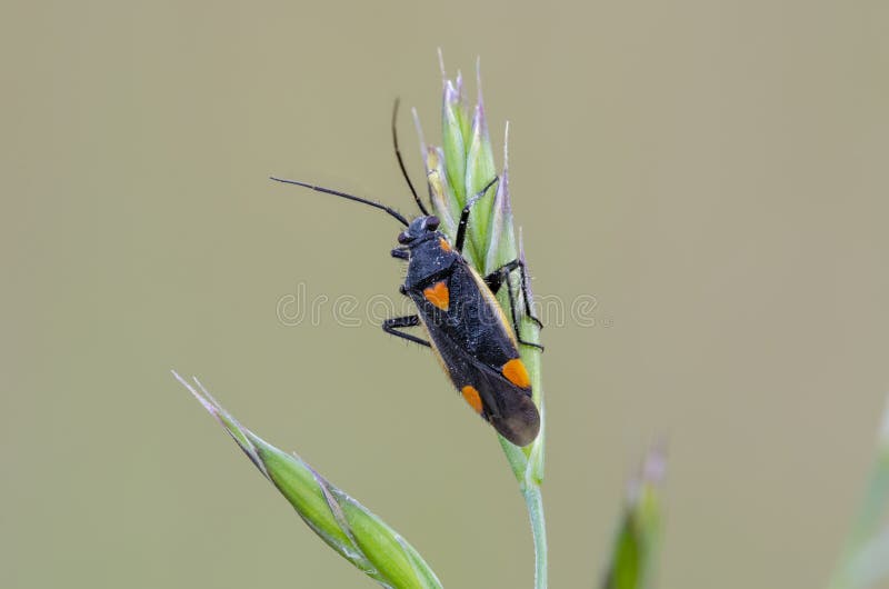 Beautiful mirid bug on bent in field