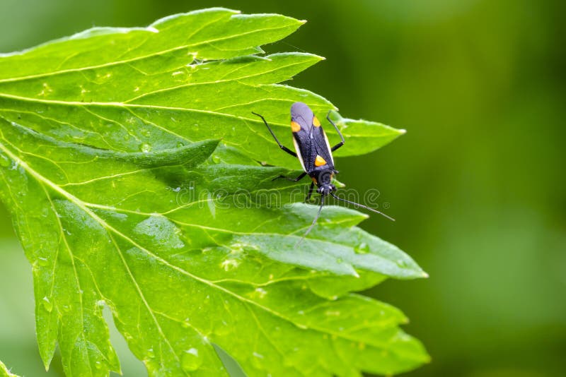 Beautiful mirid bug on grass in field