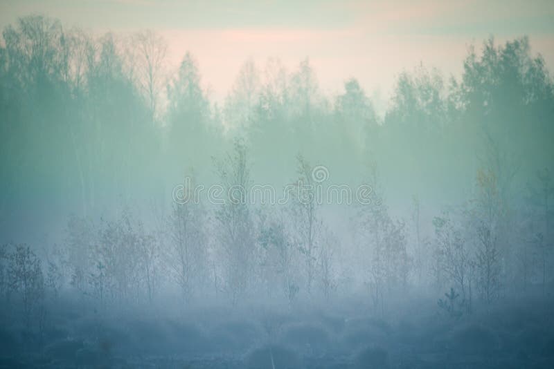 A Beautiful Misty Landscape Of A Fall In Wetlands Autumn Landscape In