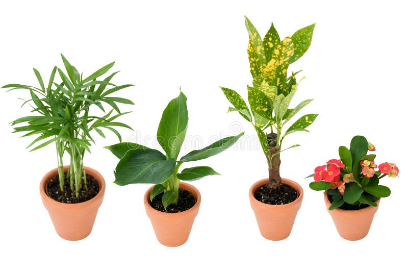 Beautiful Mix Small House Plants Palm, Bananb, Croton in Brown and Black Plastic Pot in Different Type on Isolated White Stock Image - Image of fresh, beautiful: 177086341