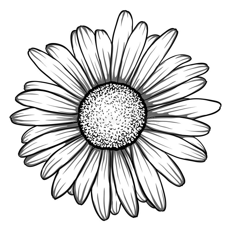 Beautiful monochrome, black and white daisy flower .