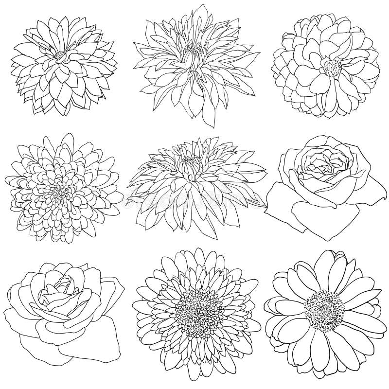 Black White Flower Sketch Stock Illustrations – 112,034 Black White ...