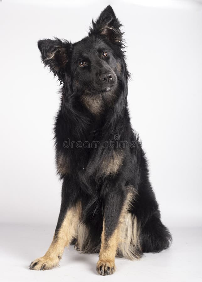 Beautiful 10 month young collie sitting on white background looking at camera with curiosity royalty free stock photo