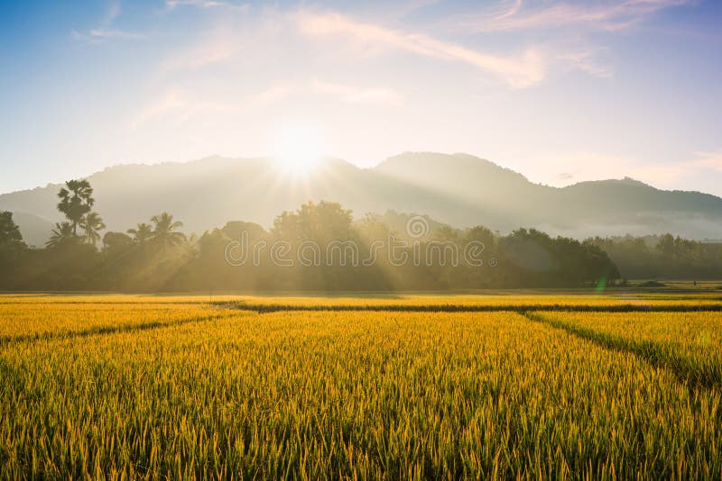 Beautiful Morning Fog in the Rice Field Background Stock Photo - Image of  growth, environment: 163813434