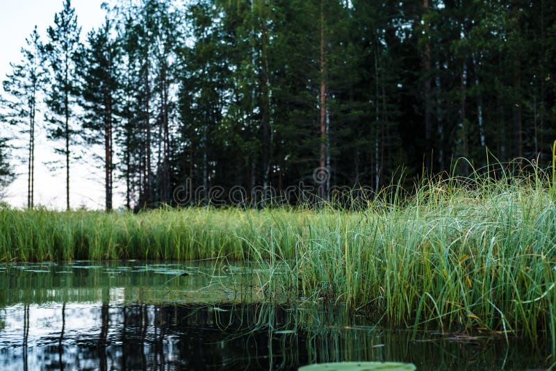 Beautiful Morning Landscape Calm Lake Water Grassy Shore And Pine