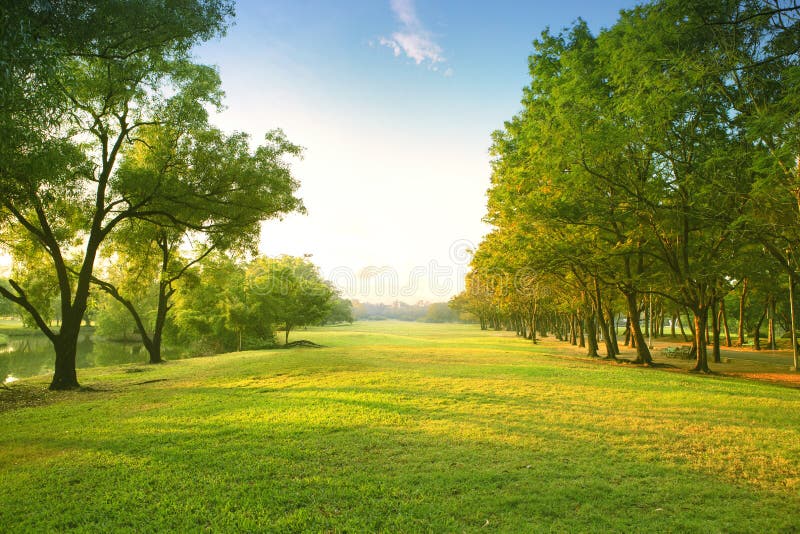 Beautiful morning light in public park with green grass field an