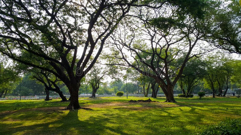 Beautiful morning light in public park with green grass field and green fresh tree plant.