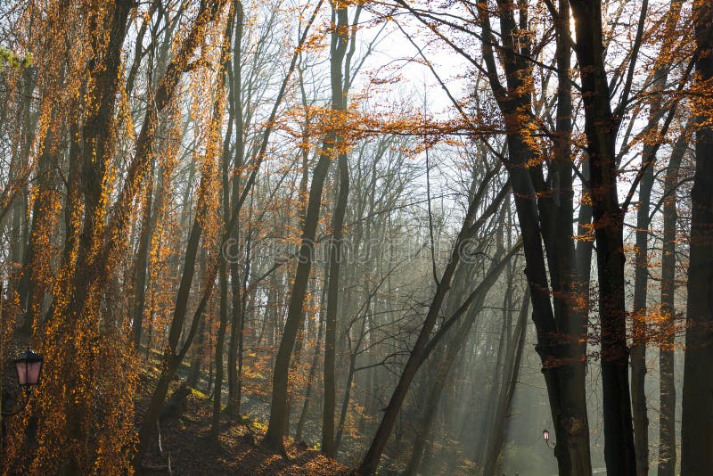 Beautiful Morning In The Misty Autumn Park With Sun Rays Fall Stock