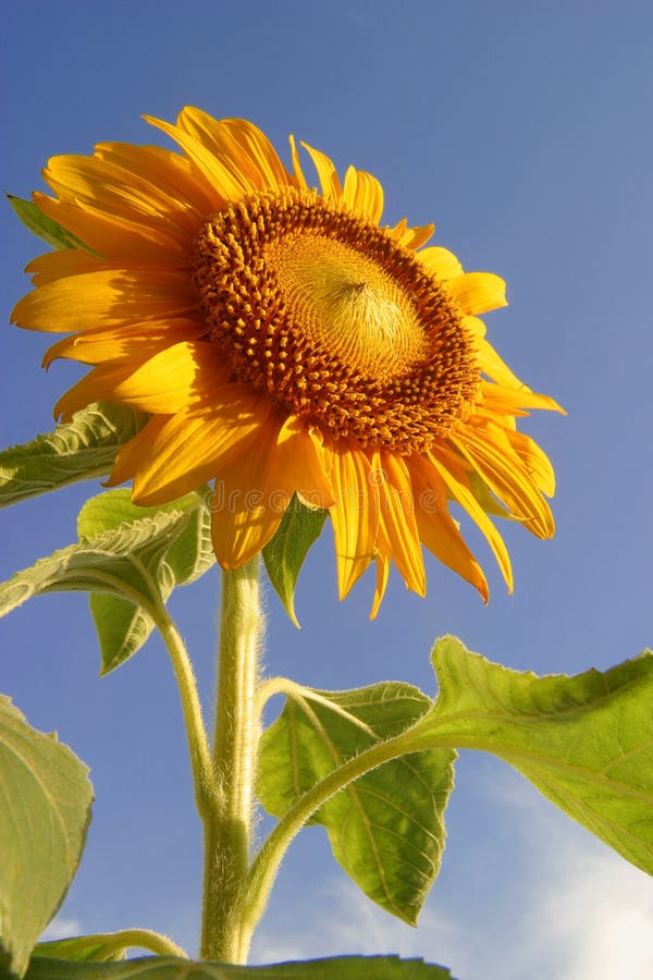 A beautiful morning, Sunflower & blue sky