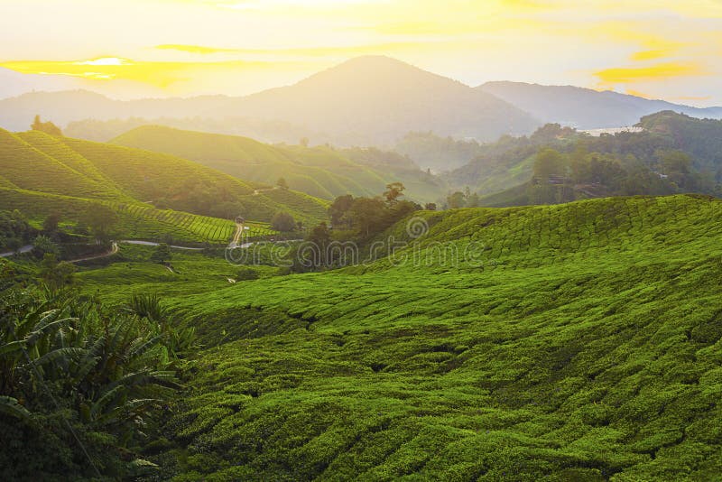 Beautiful Morning view at green tea plantation. stock photos