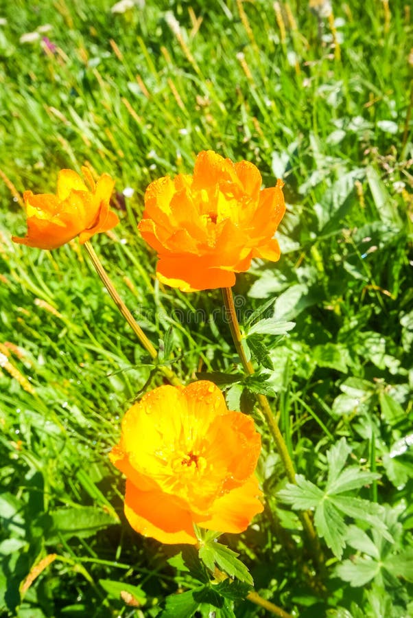 Beautiful Mountain Flowers. Flora of Mountain Ranges Stock Photo