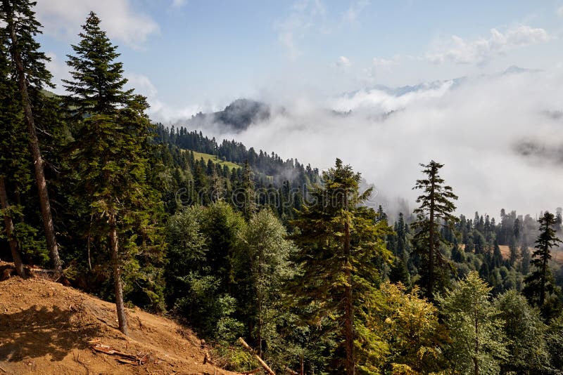 Beautiful mountain forest landscape.