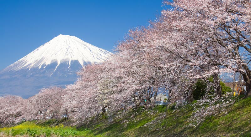 Beautiful Mountain Fuji and Sakura Cherry Blossom Stock Image - Image ...
