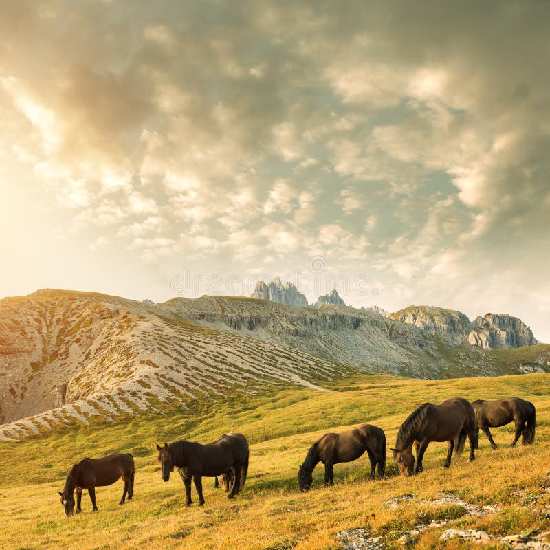 Beautiful mountain landscape with horses in the foreground