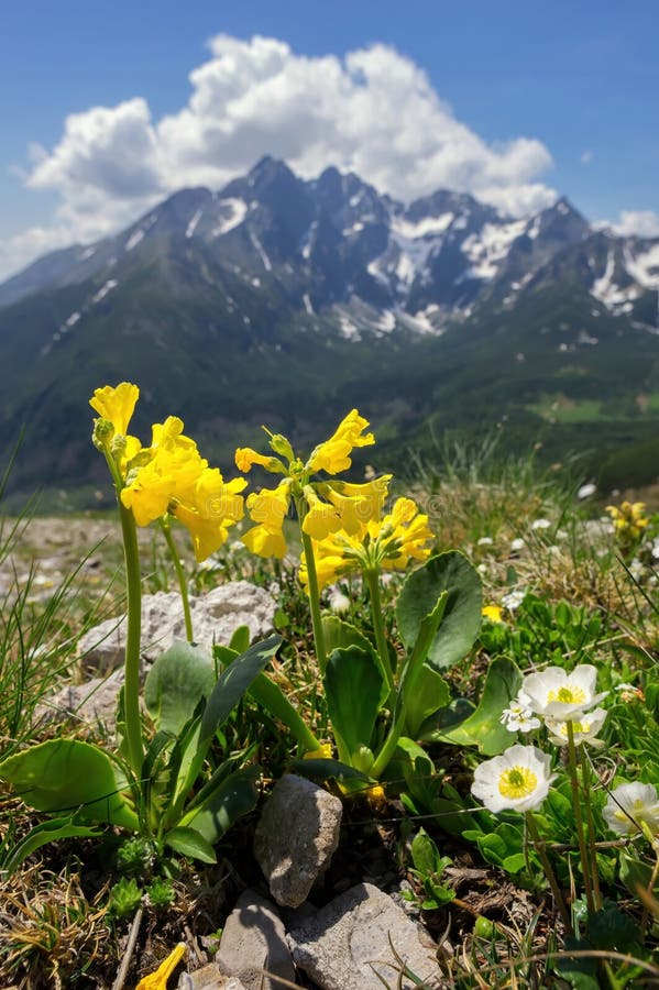 Beautiful mountain landscape in spring time with blooming flowers and mountains in the background during day