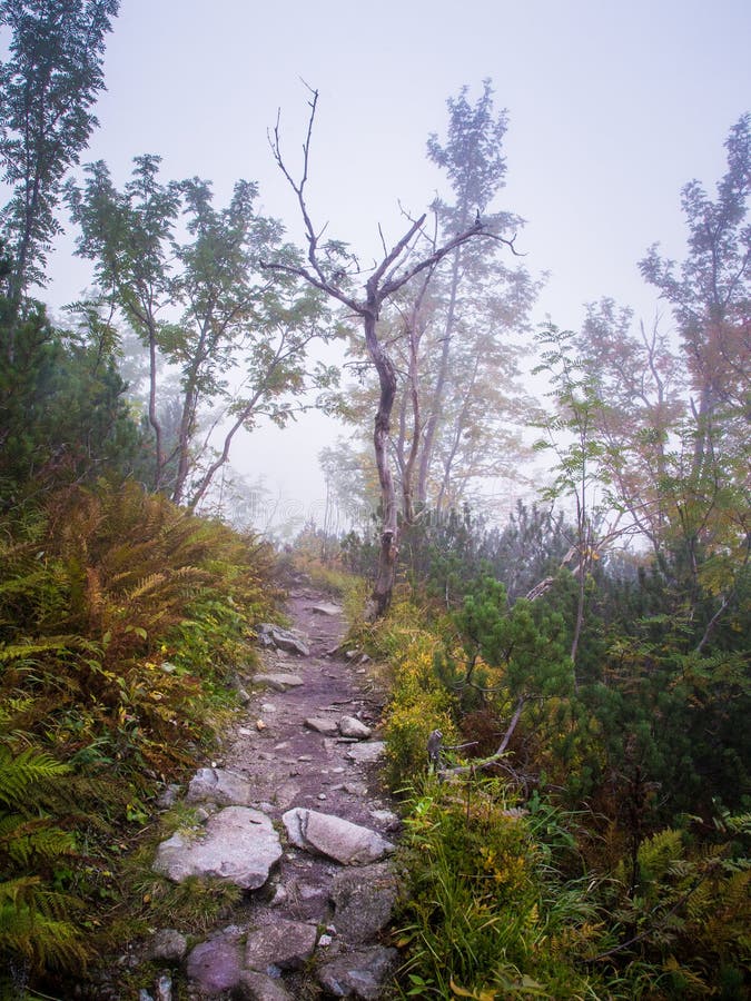 A beautiful mountain landscape with trees