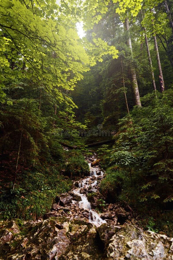 Beautiful mountain river Slovakia landscape mountain river sunset